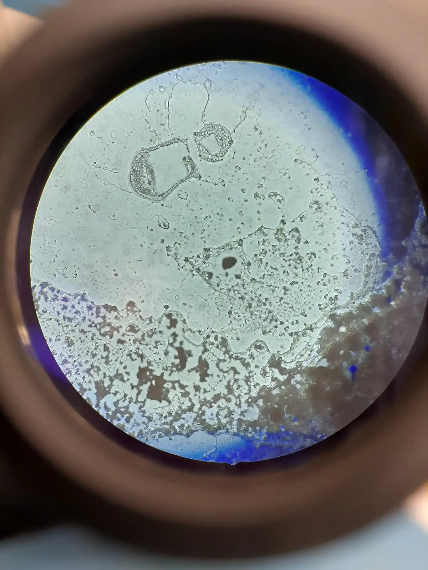 Image from Gel'O'Vera album