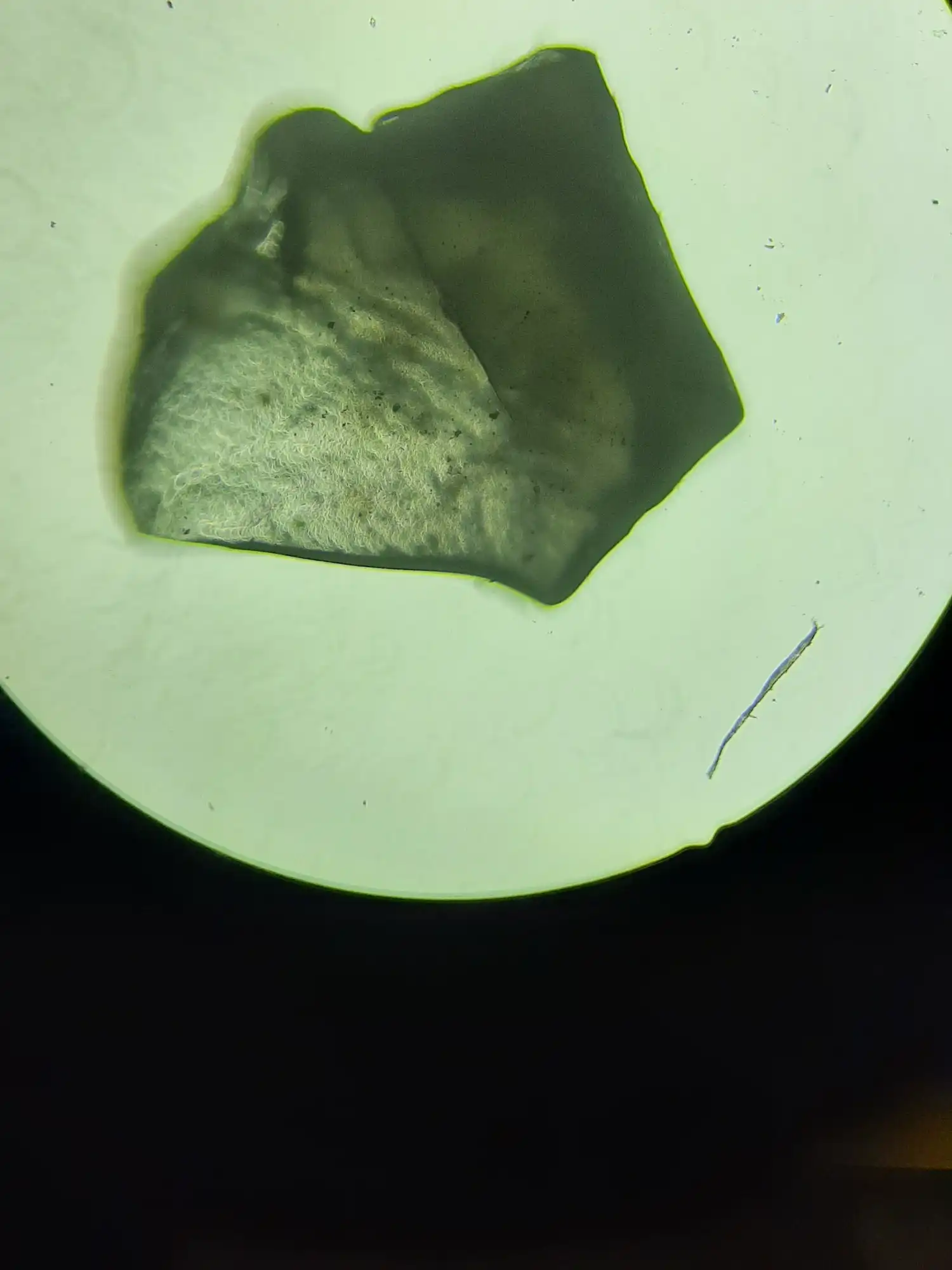 Image from Gel'O'Vera album