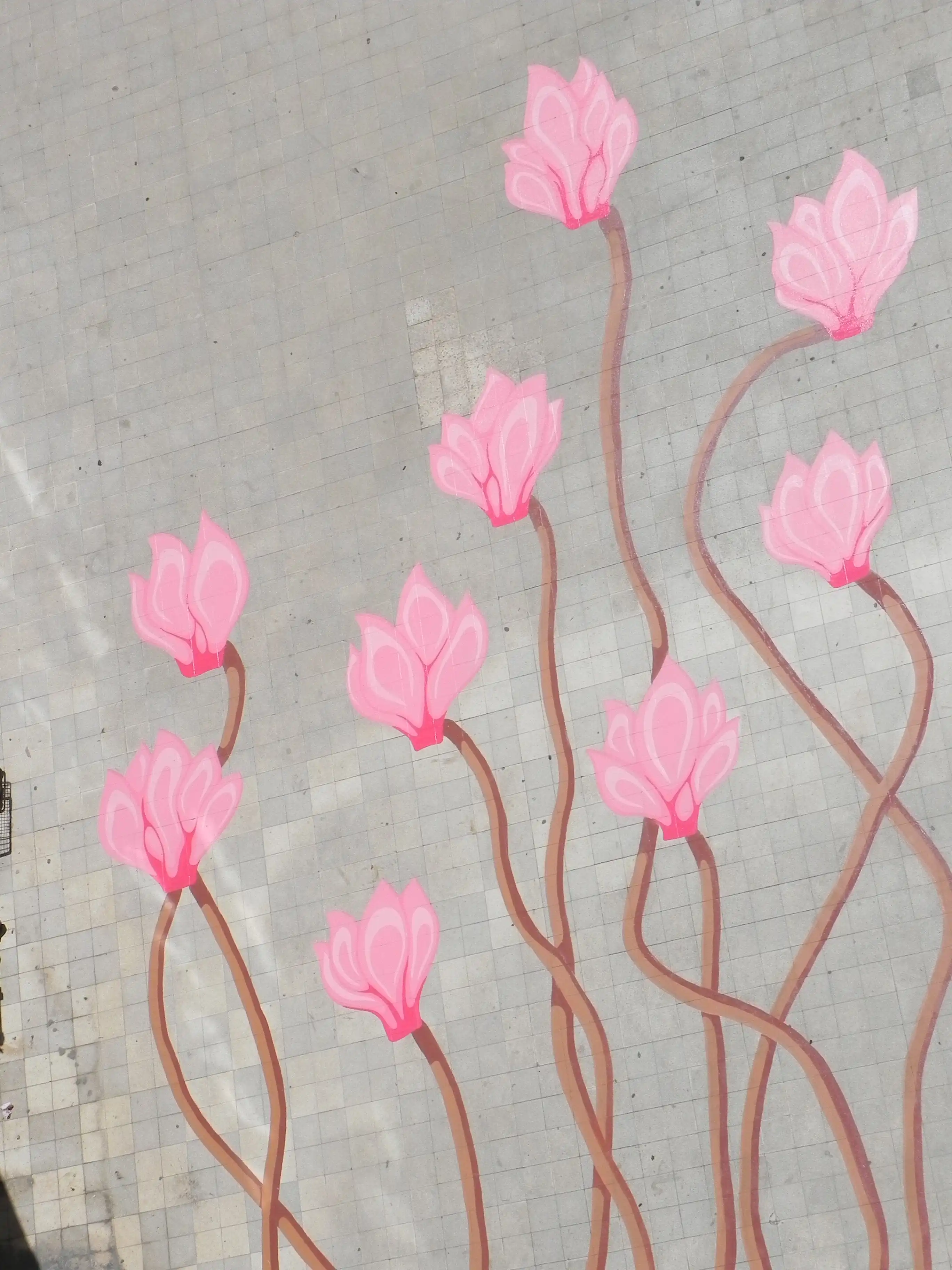 Image from Cyclamens Dance album