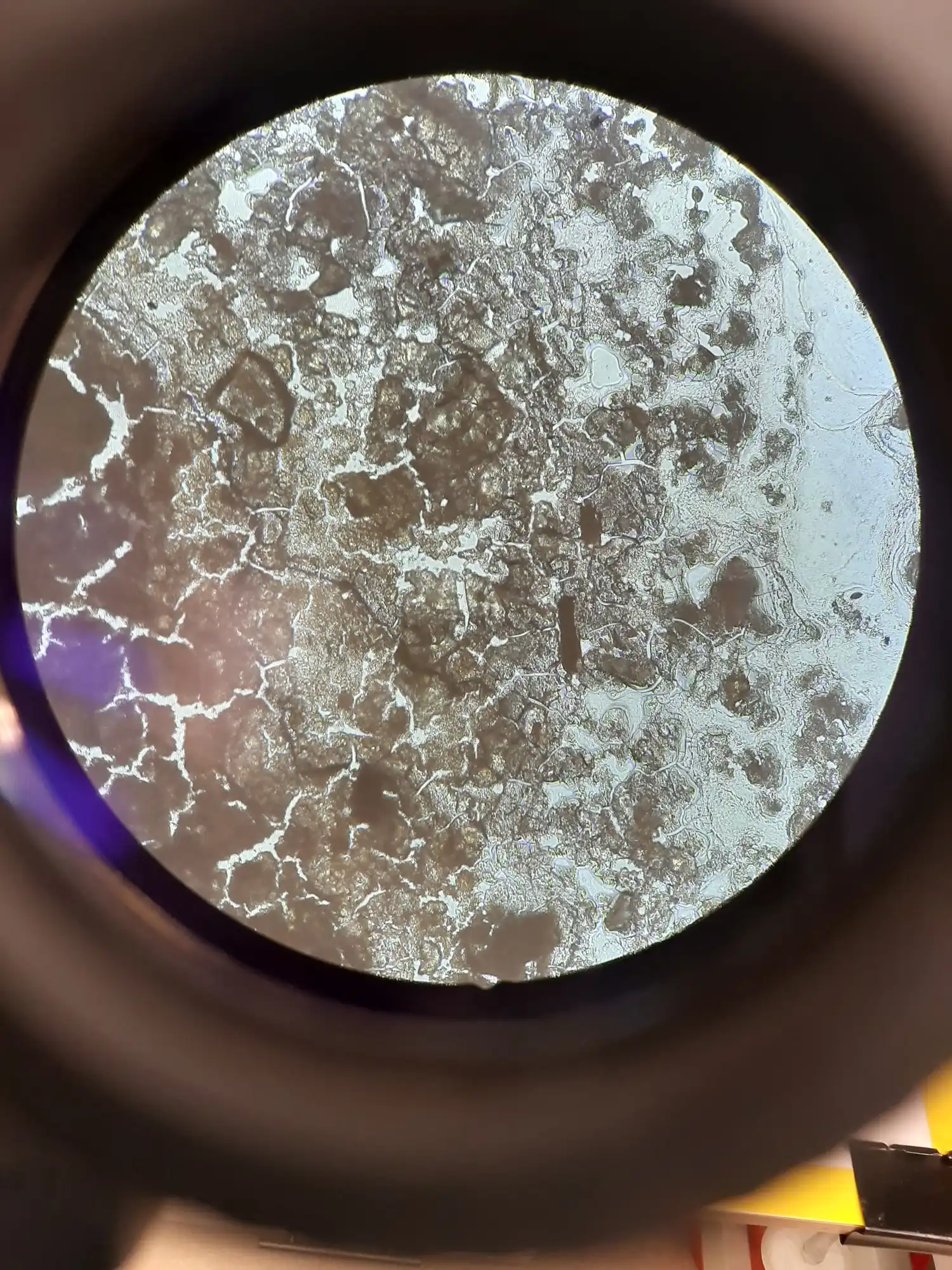 Image from Gel'O'Vera album